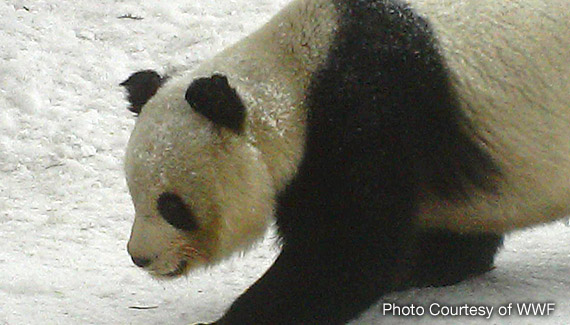 Exploiting Data to Protect Giant Pandas